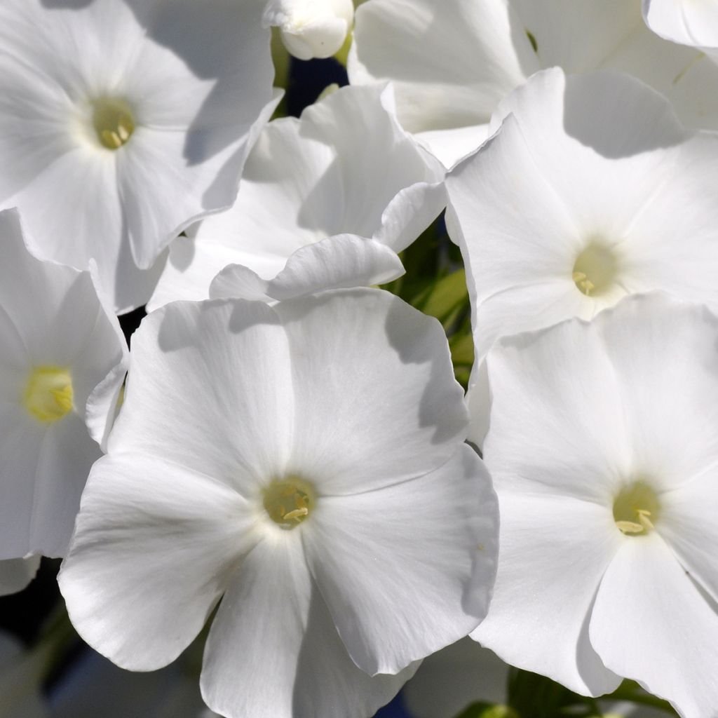 Hohe Flammenblume Younique White - Phlox paniculata