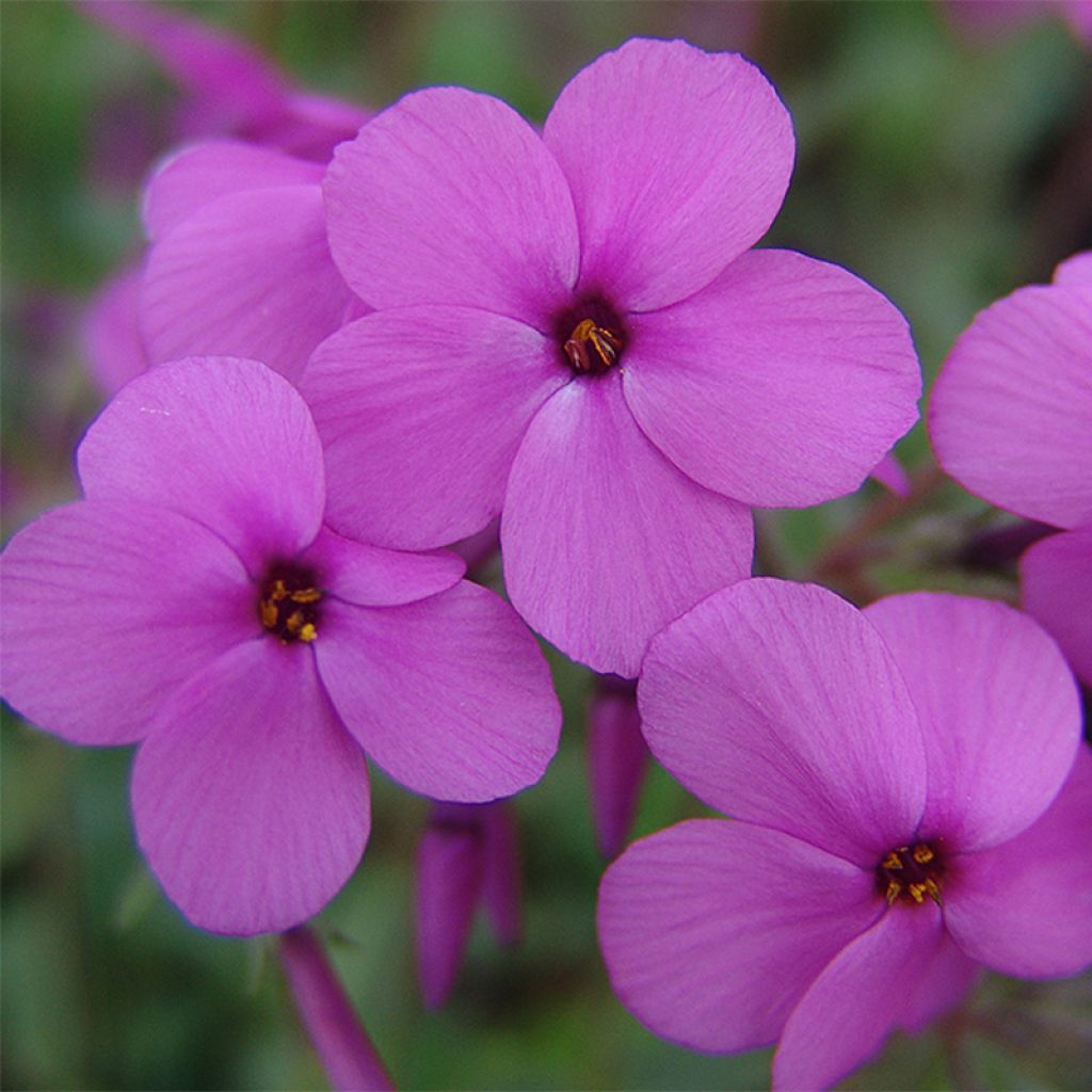 Wander-Phlox Home Fires - Phlox stolonifera