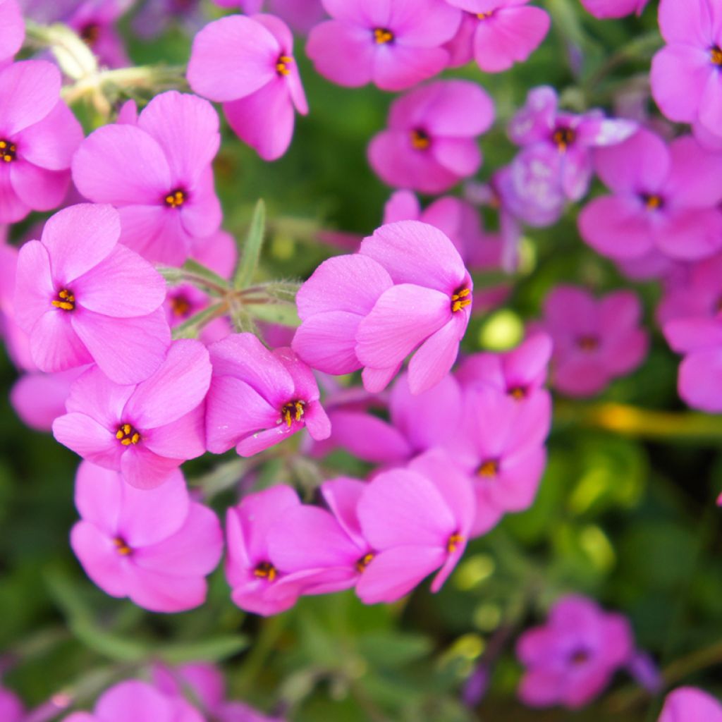 Phlox stolonifera Home Fires - Phlox rampant