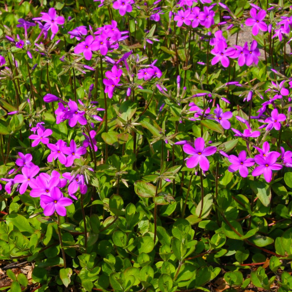 Wander-Phlox Purpurea - Phlox stolonifera