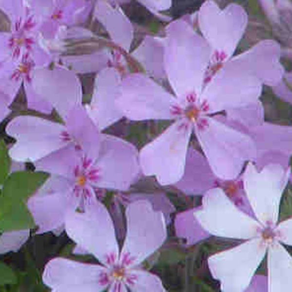 Wander-Phlox Sherwood purple - Phlox stolonifera