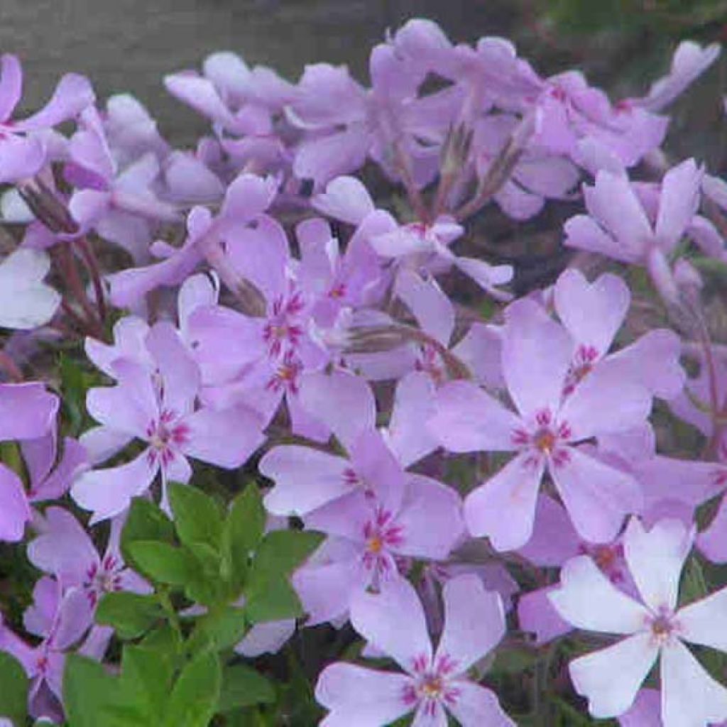 Phlox stolonifera Sherwood purple