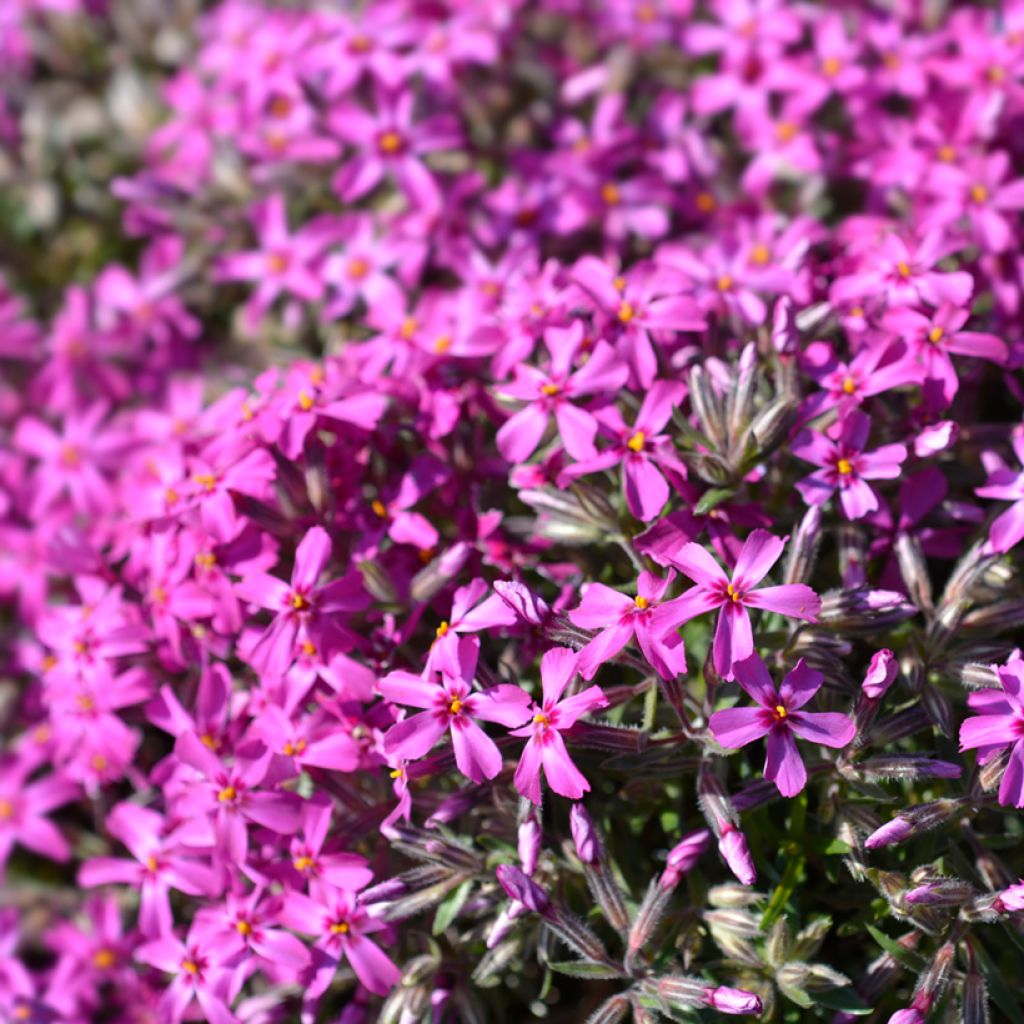 Pfriemenförmiger Phlox Atropurpurea - Phlox subulata