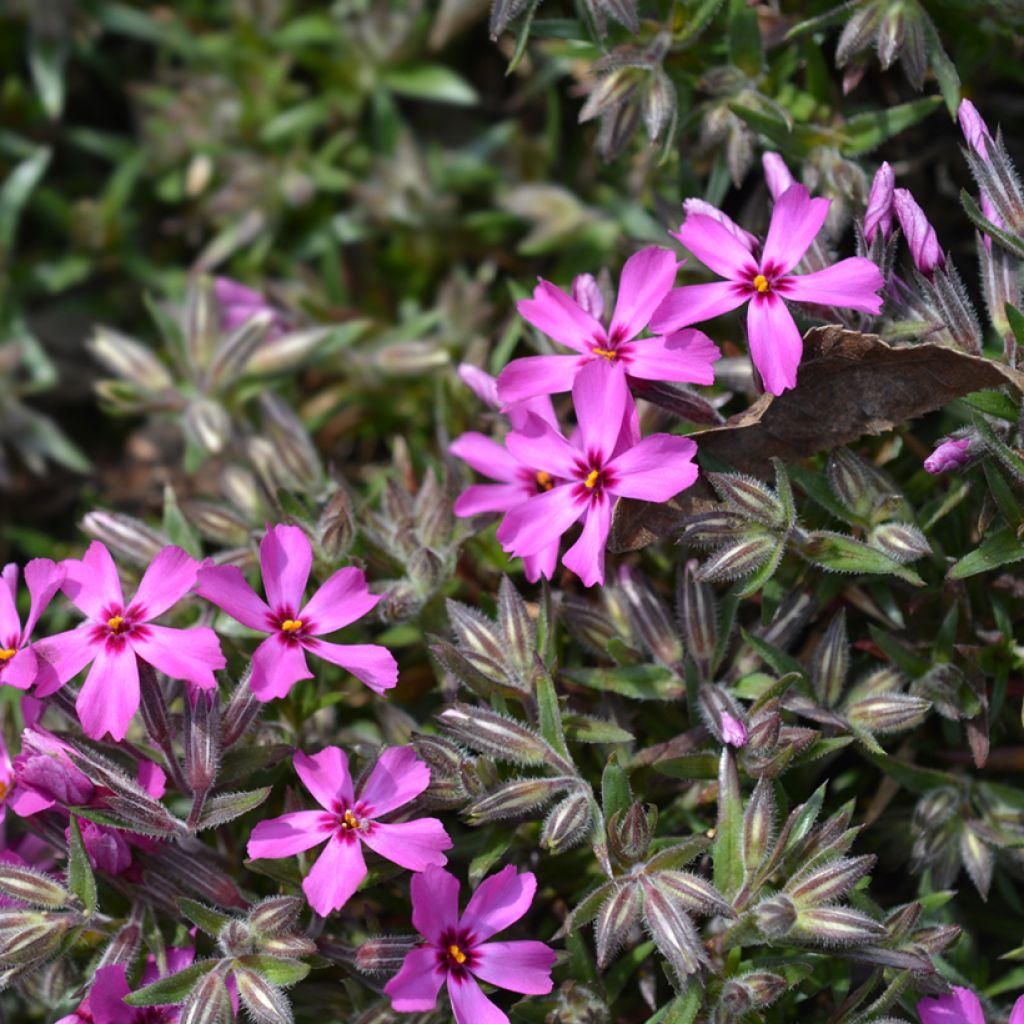 Pfriemenförmiger Phlox Atropurpurea - Phlox subulata