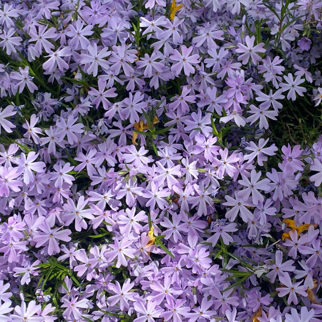 Pfriemenförmiger Phlox Cushion Blue - Phlox subulata