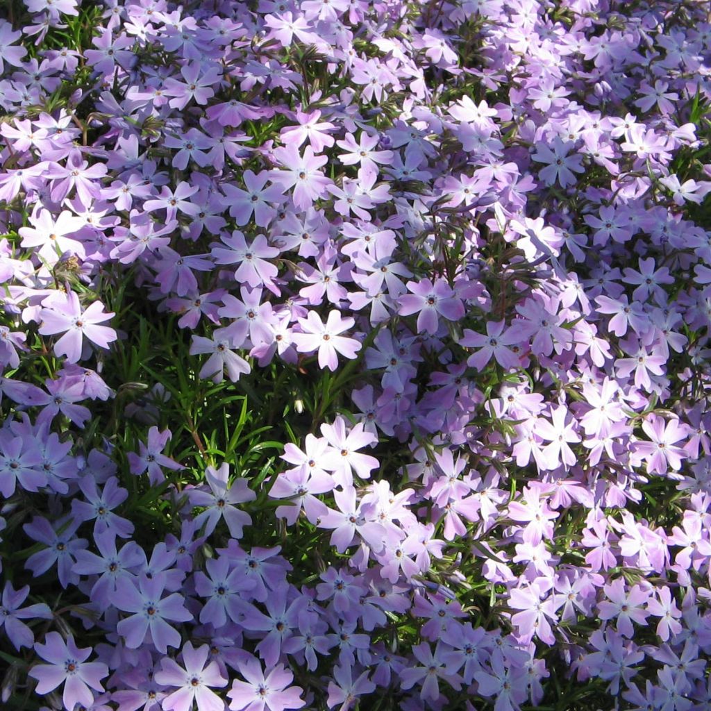 Pfriemenförmiger Phlox Cushion Blue - Phlox subulata