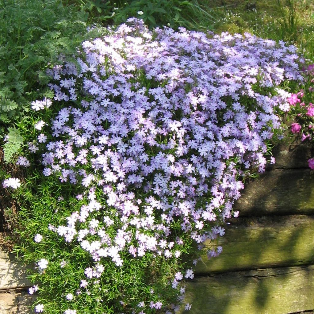 Pfriemenförmiger Phlox Cushion Blue - Phlox subulata