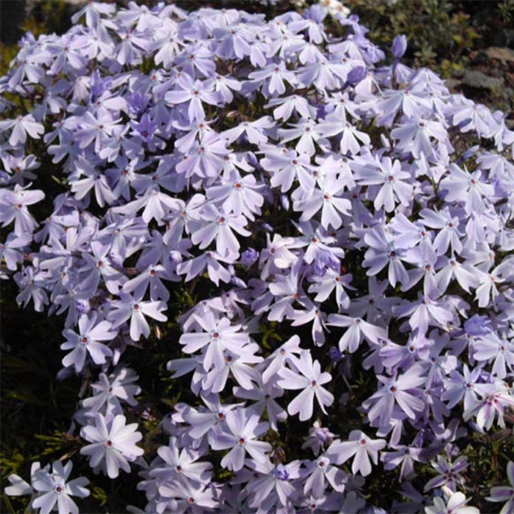 Pfriemenförmiger Phlox Cushion Blue - Phlox subulata