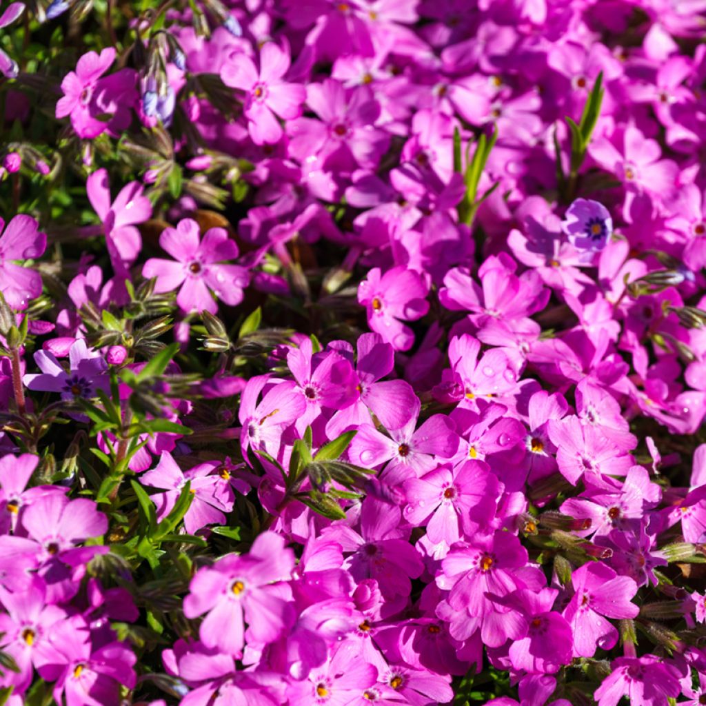 Pfriemenförmiger Phlox McDaniel's Cushion - Phlox subulata