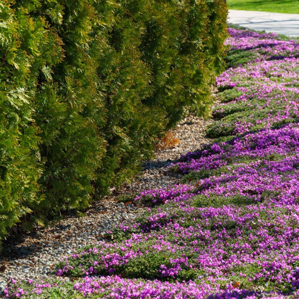 Pfriemenförmiger Phlox McDaniel's Cushion - Phlox subulata