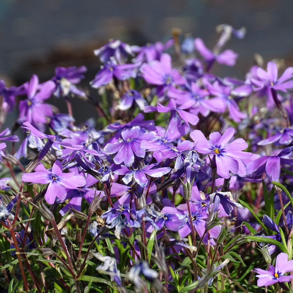 Pfriemenförmiger Phlox Purple Beauty - Phlox subulata