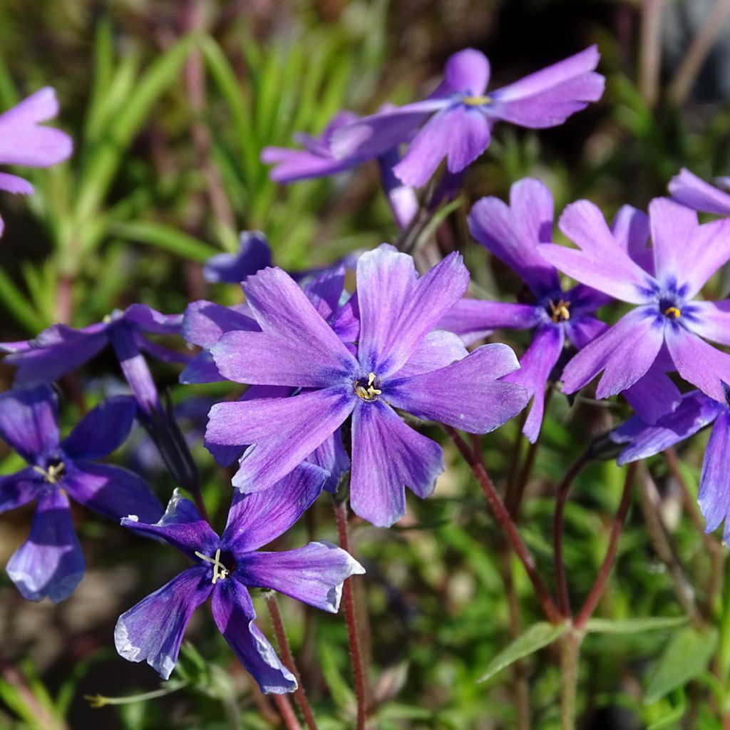 Pfriemenförmiger Phlox Purple Beauty - Phlox subulata