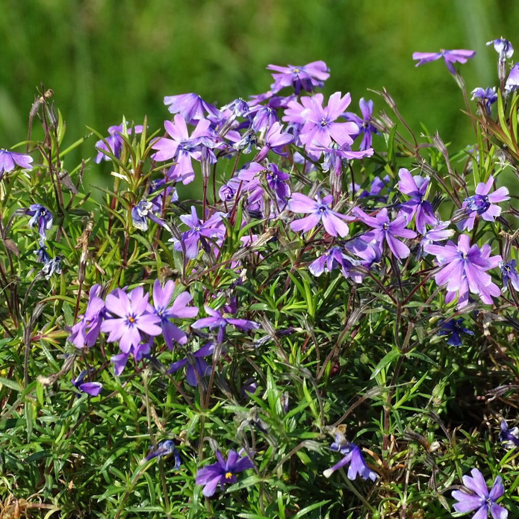 Pfriemenförmiger Phlox Purple Beauty - Phlox subulata