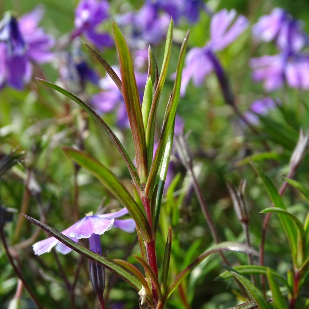 Pfriemenförmiger Phlox Purple Beauty - Phlox subulata