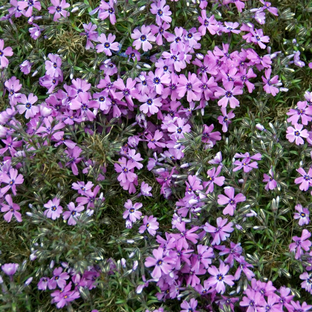 Pfriemenförmiger Phlox Purple Beauty - Phlox subulata