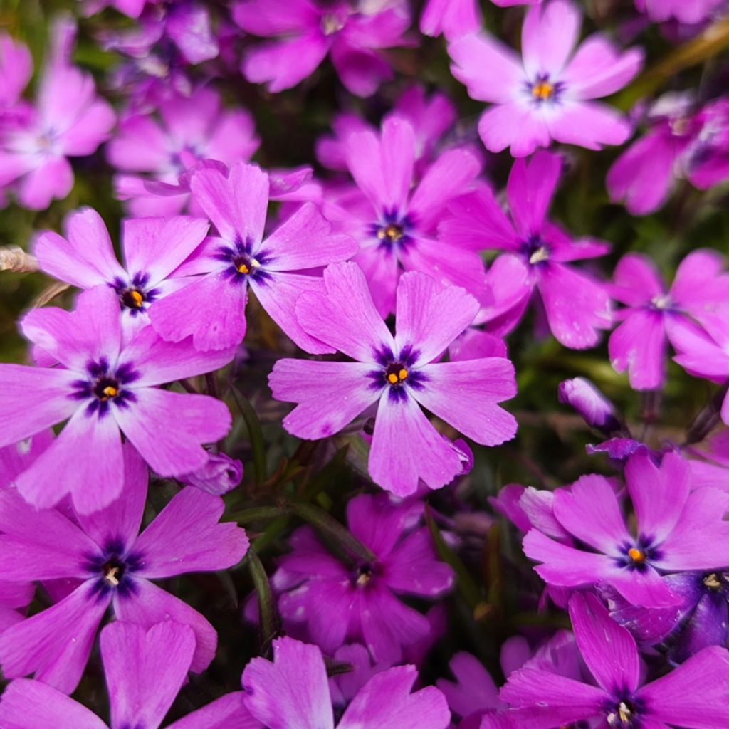 Pfriemenförmiger Phlox Purple Beauty - Phlox subulata