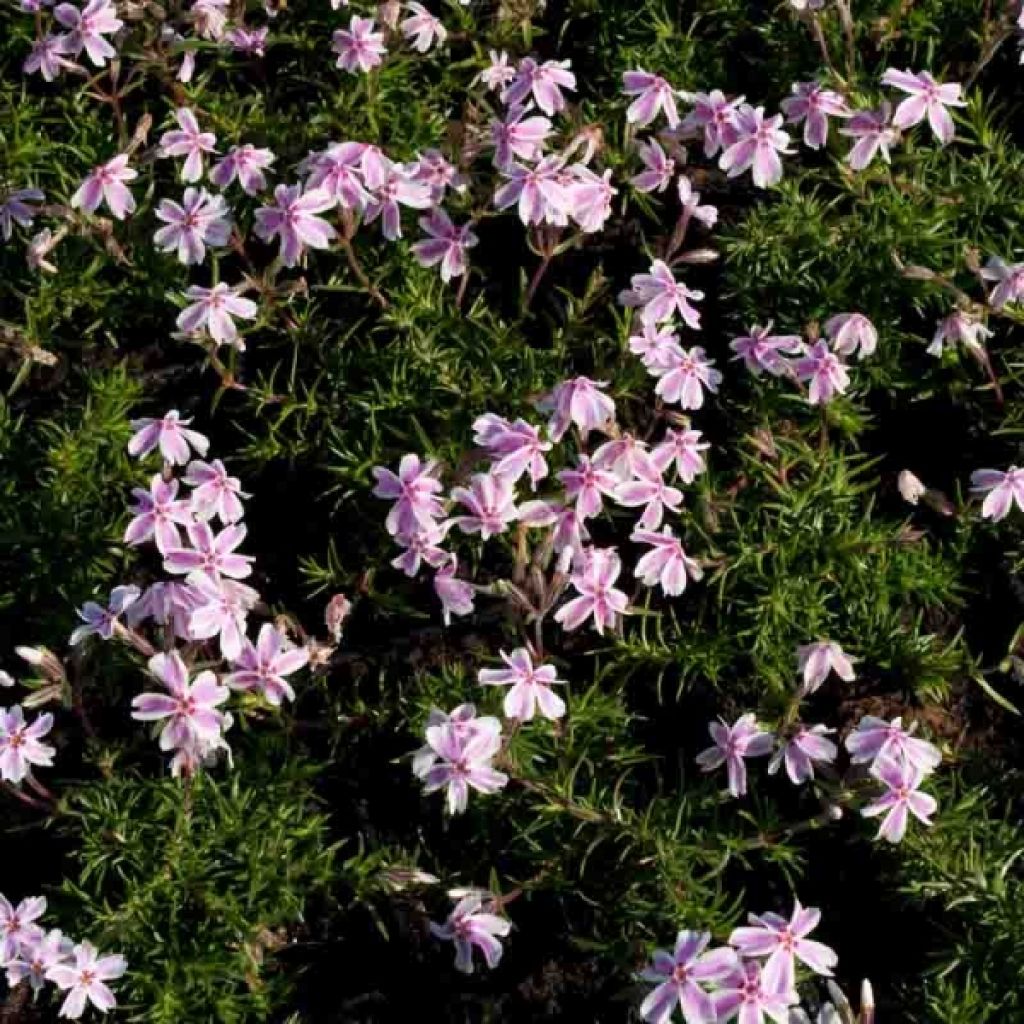 Pfriemenförmiger Phlox Candy Stripes - Phlox subulata