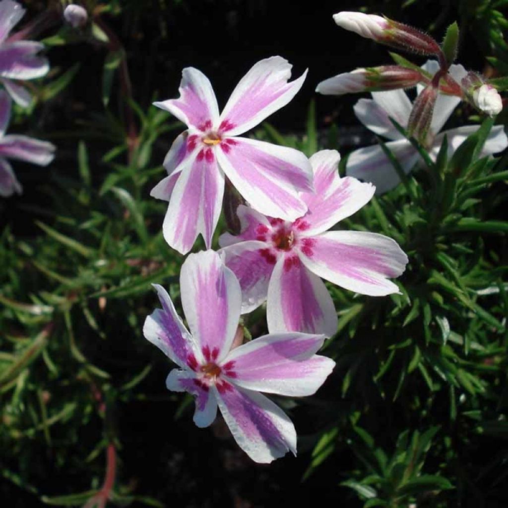 Pfriemenförmiger Phlox Candy Stripes - Phlox subulata