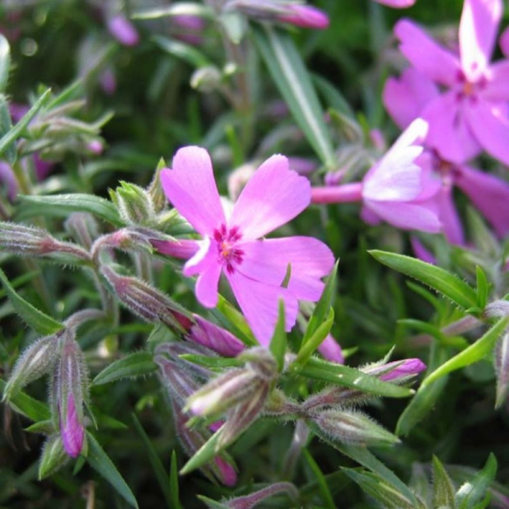 Pfriemenförmiger Phlox Moerheimii - Phlox subulata