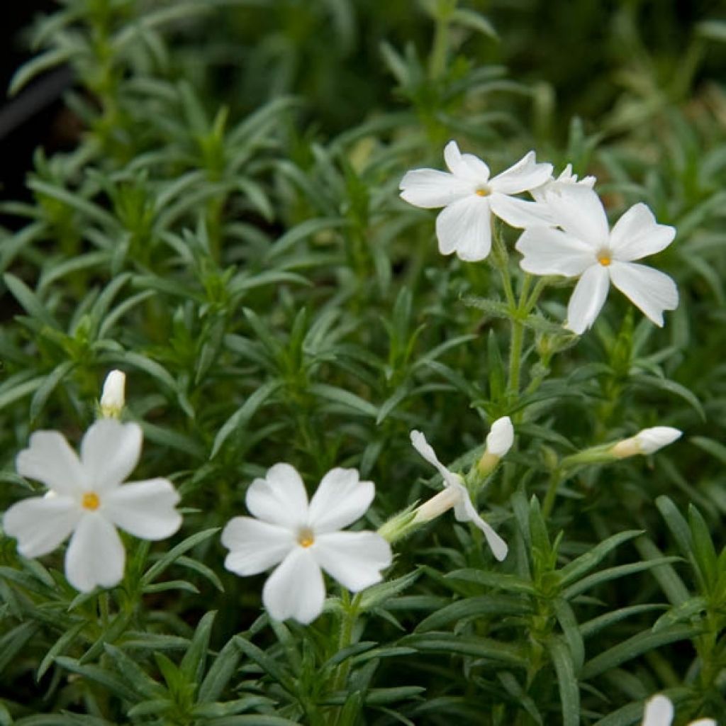 Pfriemenförmiger Phlox White Delight - Phlox subulata