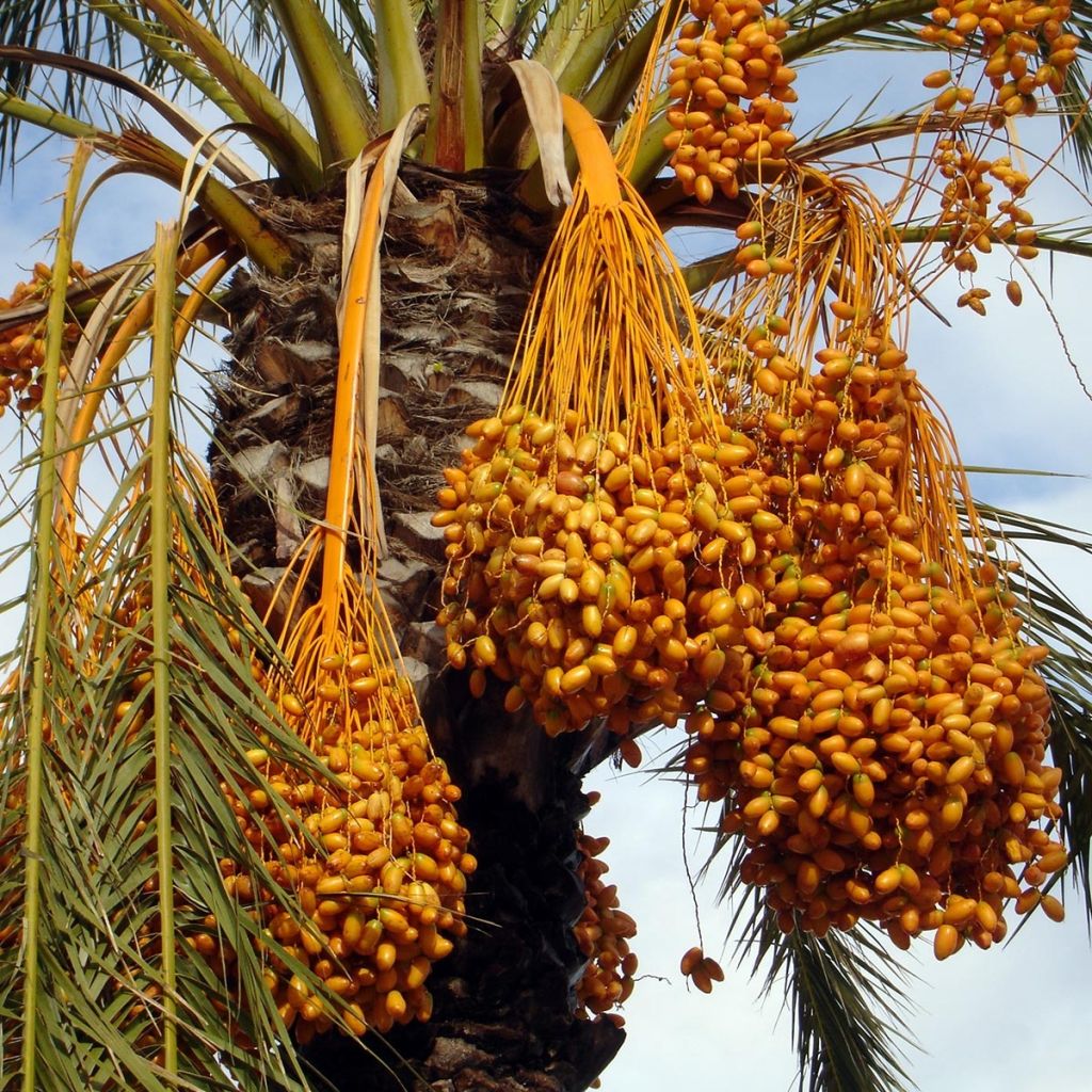 Phoenix dactylifera - Palmier-dattier