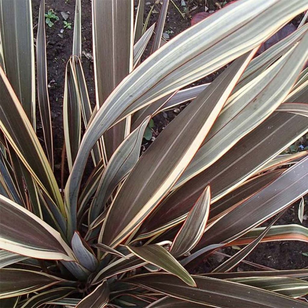 Phormium tenax Alison Blackman