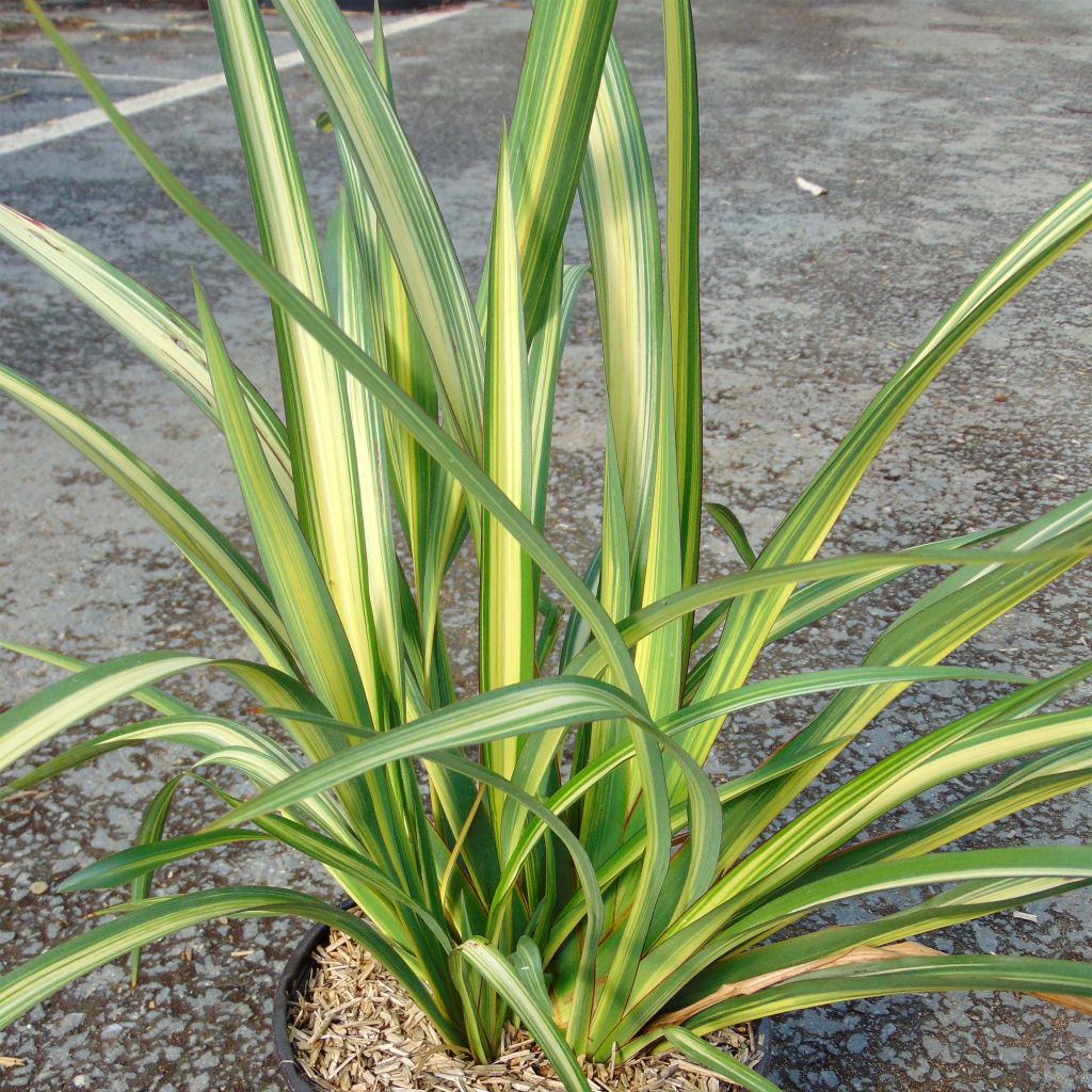 Phormium tenax Golden Ray