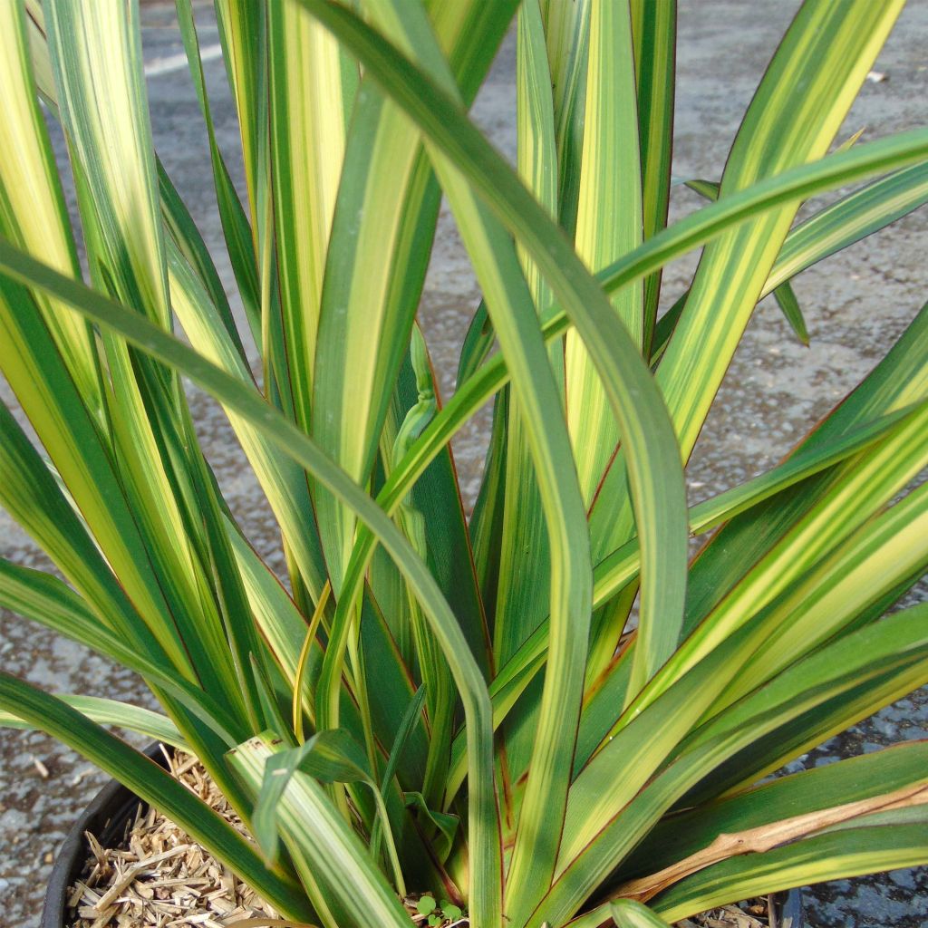 Phormium Golden Ray - Lin de Nouvelle-Zélande