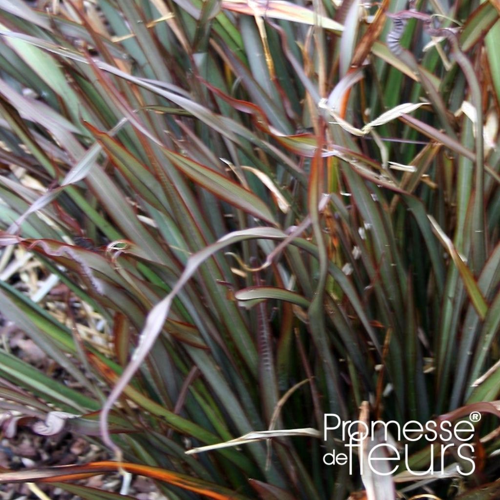 Phormium tenax Rainbow Maiden