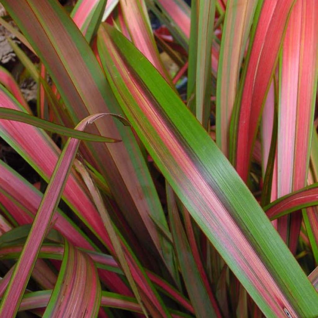 Phormium Jester - Lin de Nouvelle-Zélande