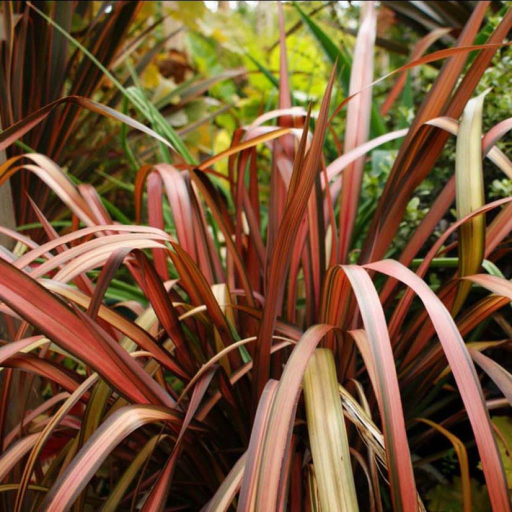 Phormium tenax Pink Panther