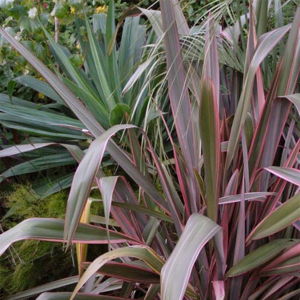 Phormium tenax Pink Stripe