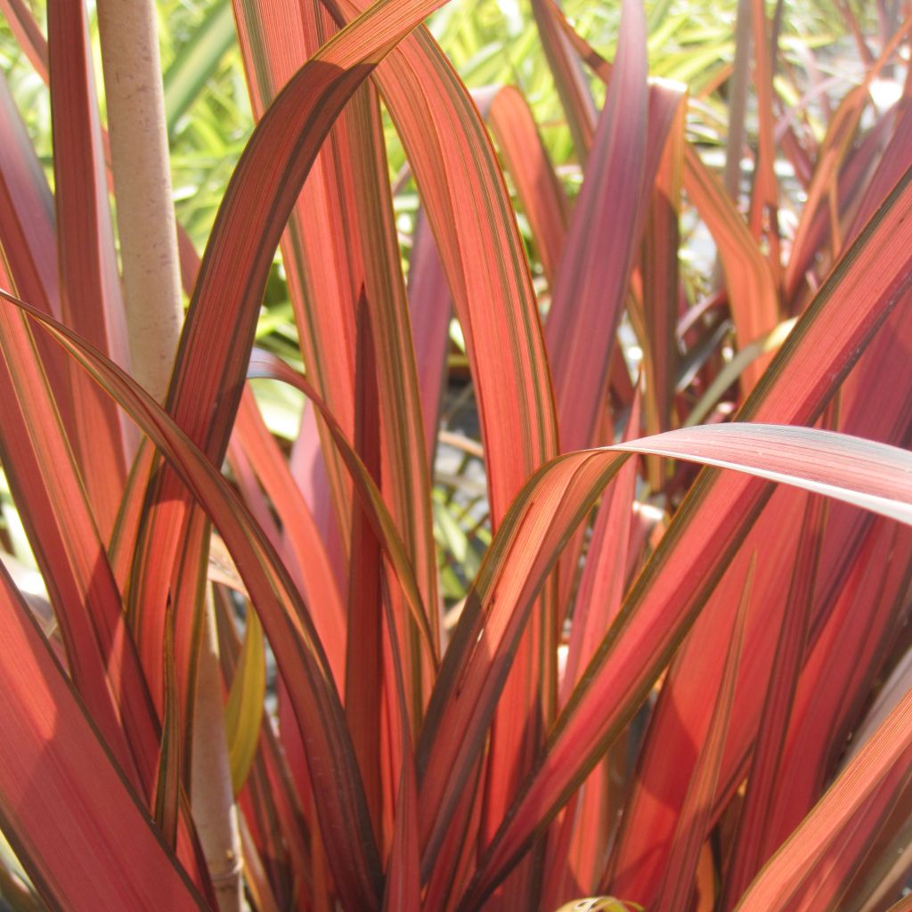 Phormium tenax Rainbow Maiden