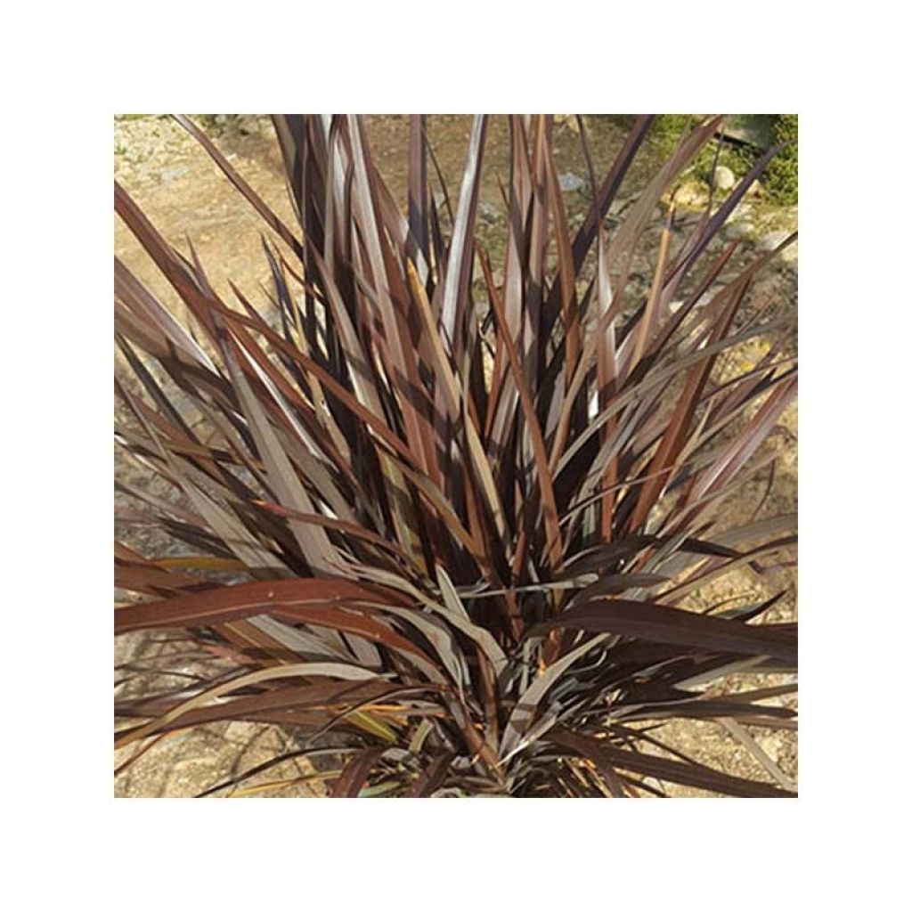 Phormium tenax Special Red