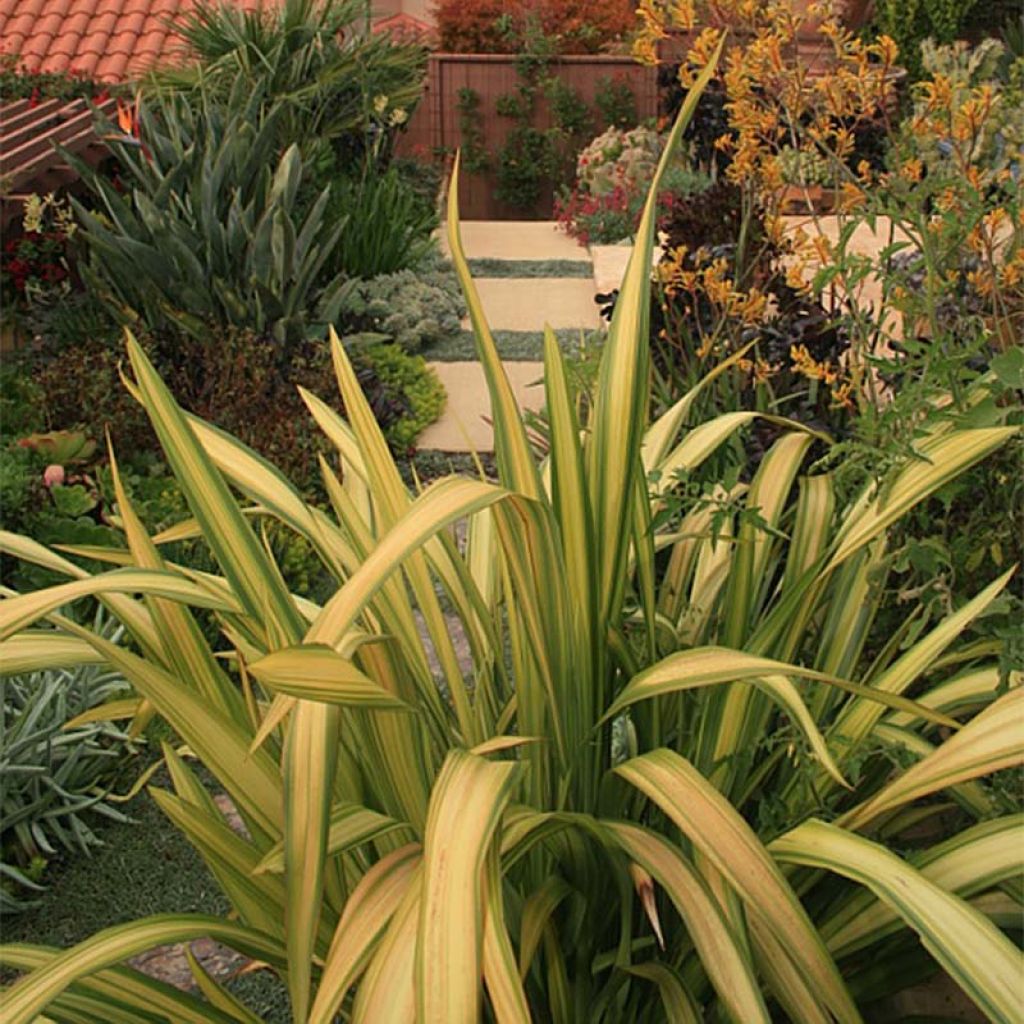 Phormium tenax Yellow Wave