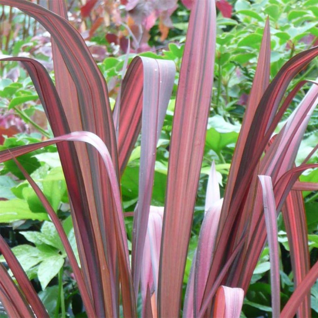 Phormium tenax Evening Glow - Lin de Nouvelle-Zélande