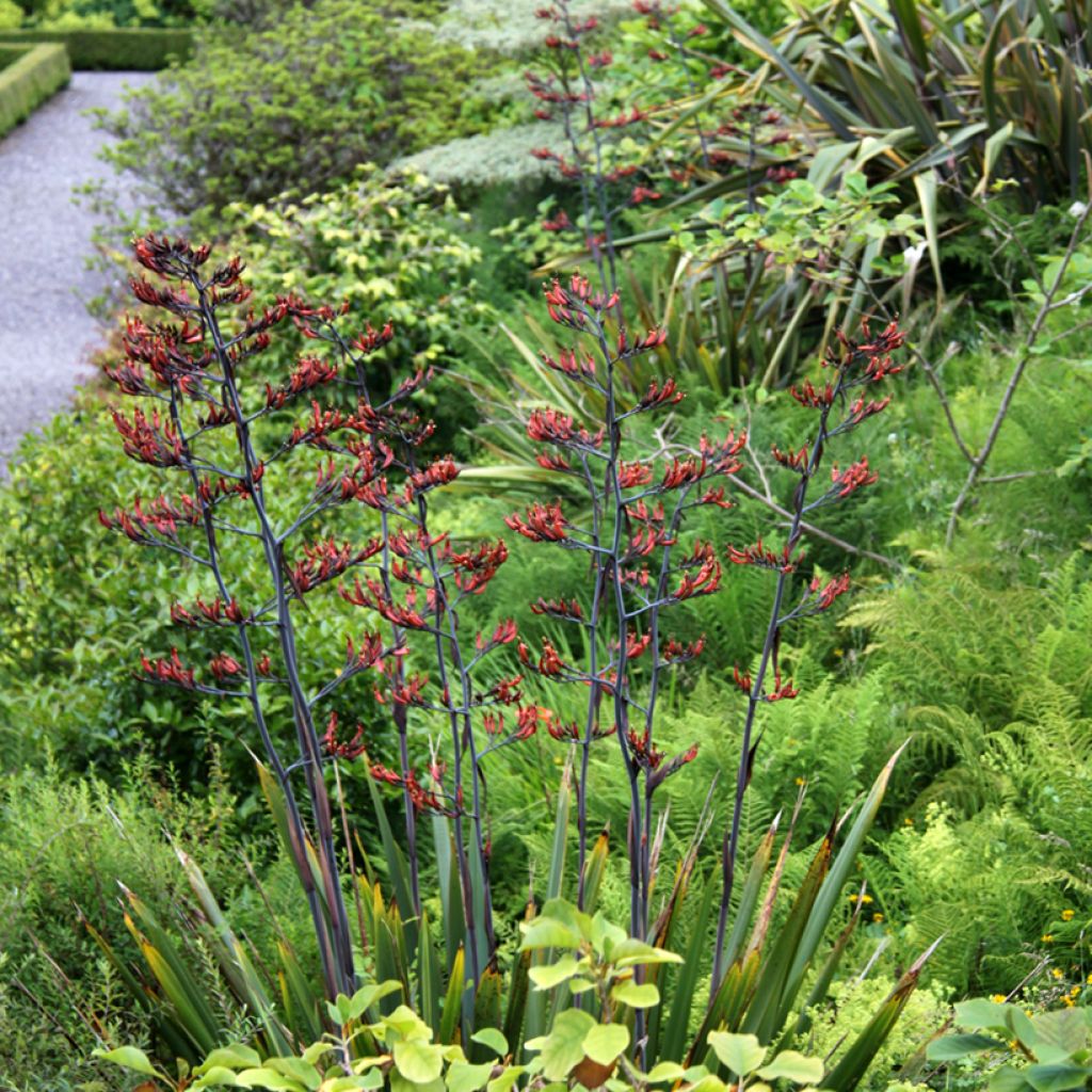 Phormium tenax - Neuseeländischer Flachs