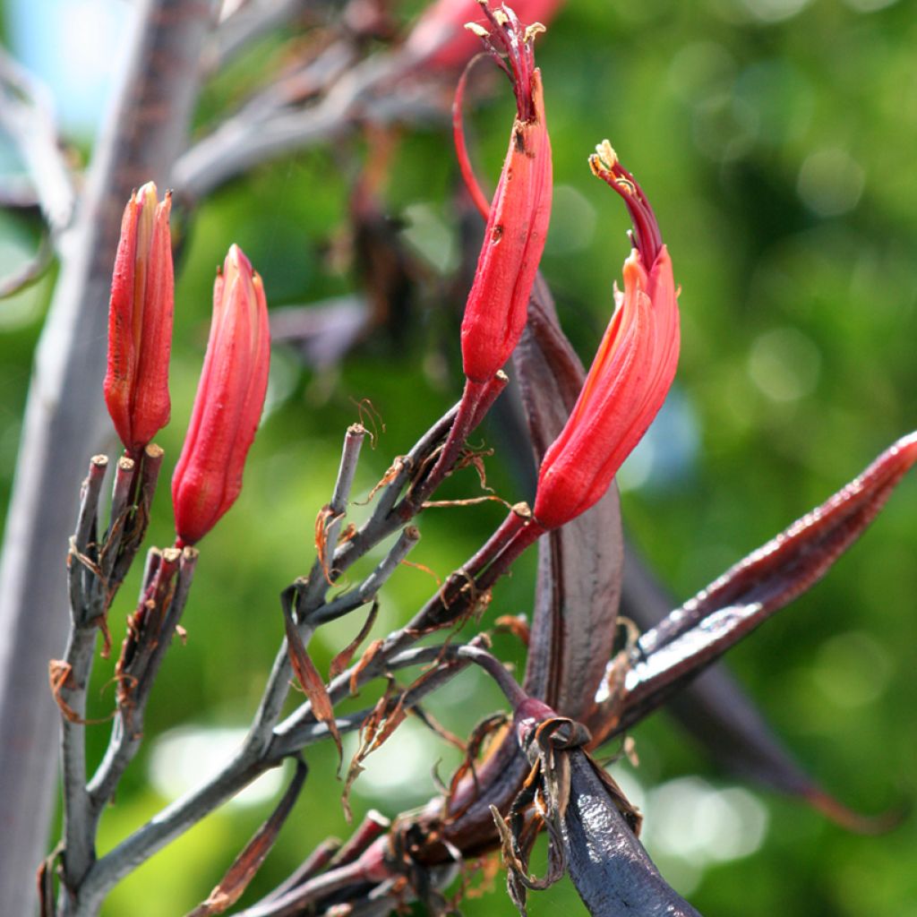 Phormium tenax - Neuseeländischer Flachs