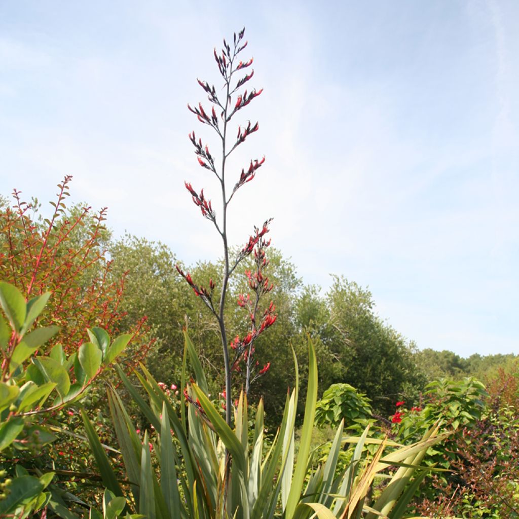 Phormium tenax - Neuseeländischer Flachs