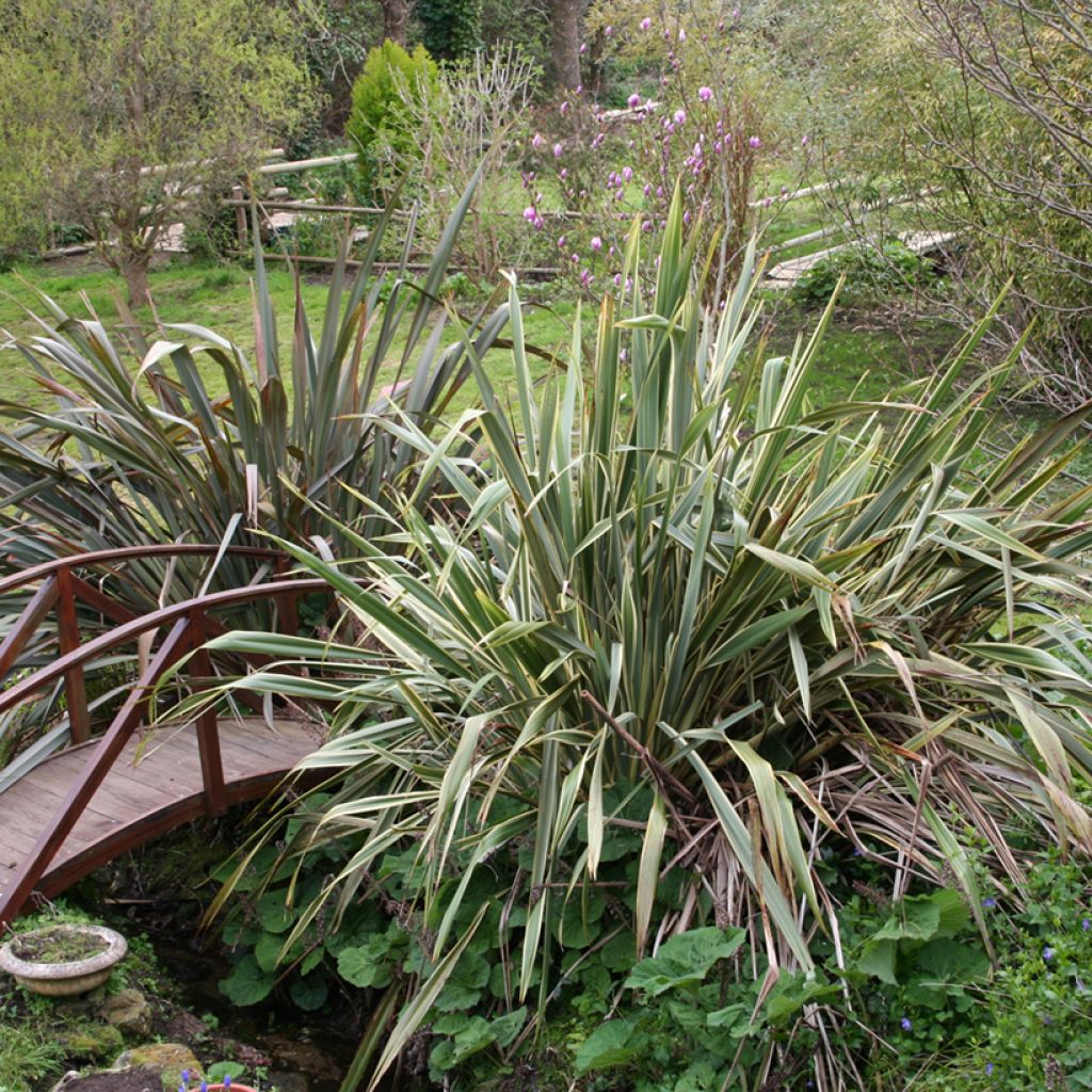 Phormium tenax - Neuseeländischer Flachs