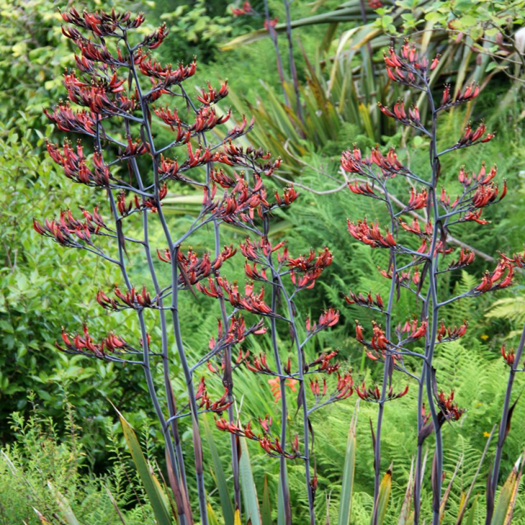 Phormium tenax - Neuseeländischer Flachs