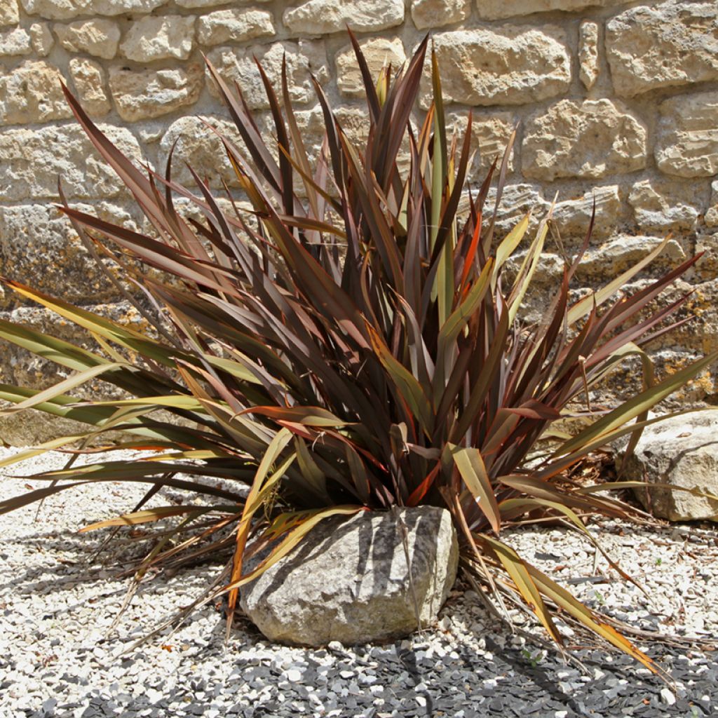 Phormium tenax Purpureum - Roter Neulseeländischer Flachs