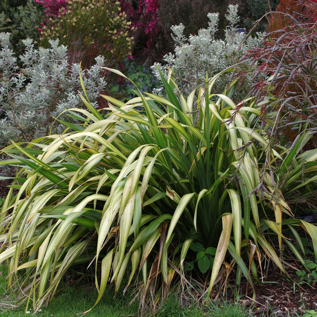 Phormium tenax Yellow Wave