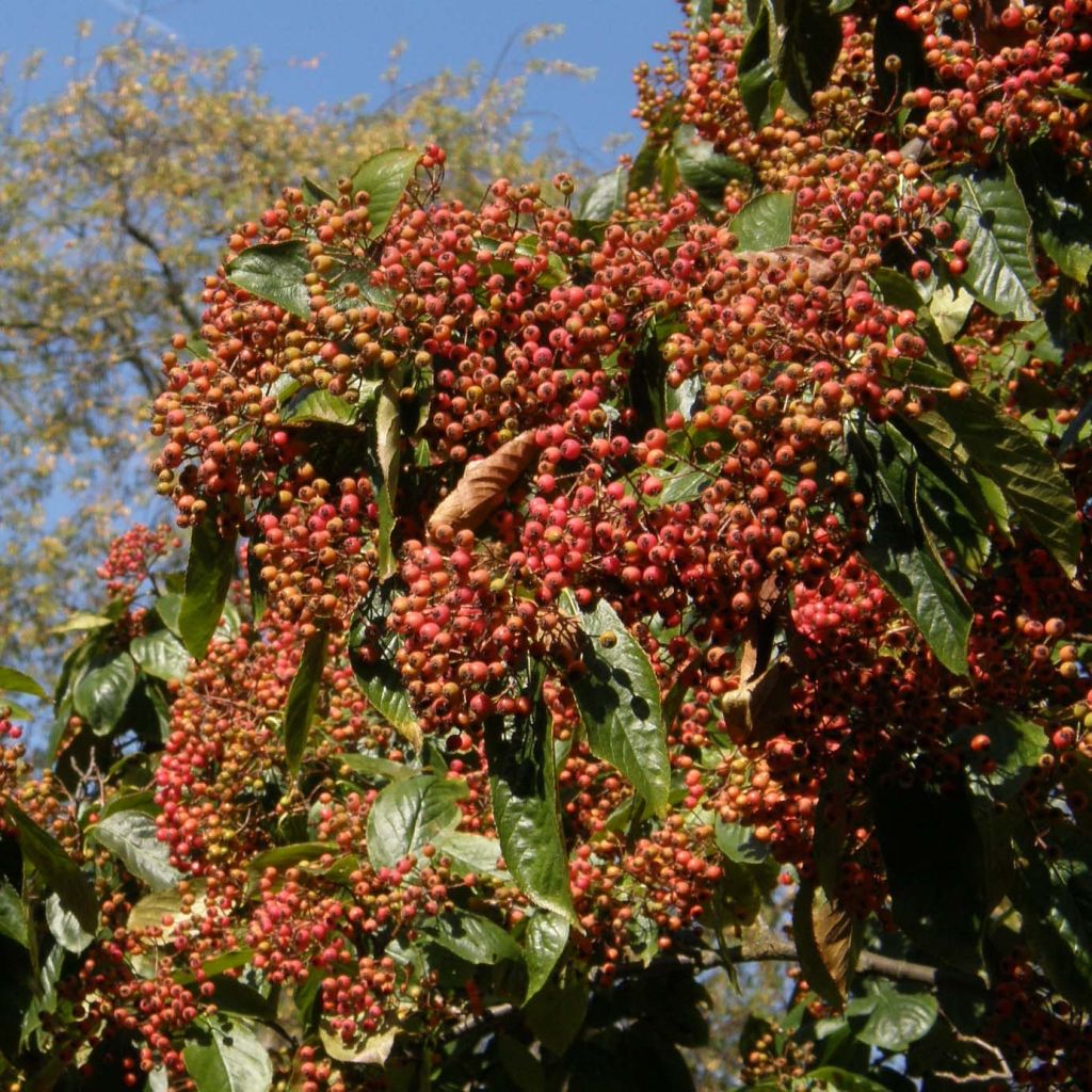 Photinia beauverdiana var. notabilis - Glanzmispel