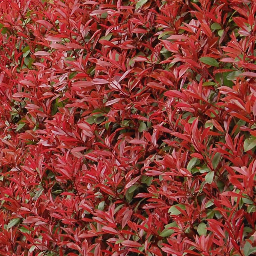 Photinia fraseri Carré Rouge