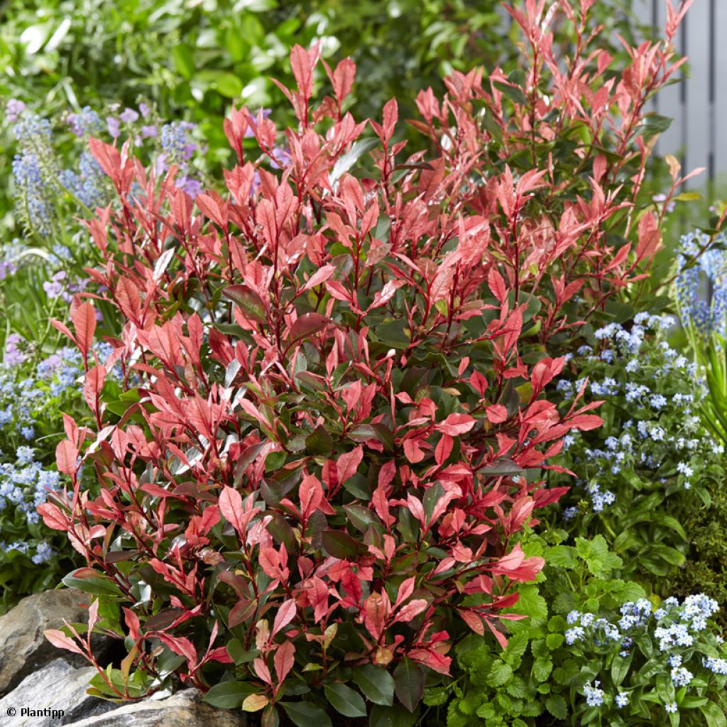 Rote Glanzmispel Little Fenna - Photinia fraseri