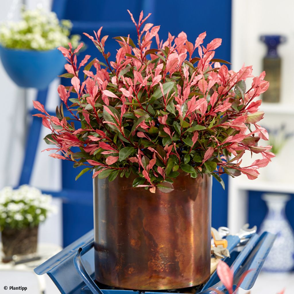 Photinia fraseri Little Fenna