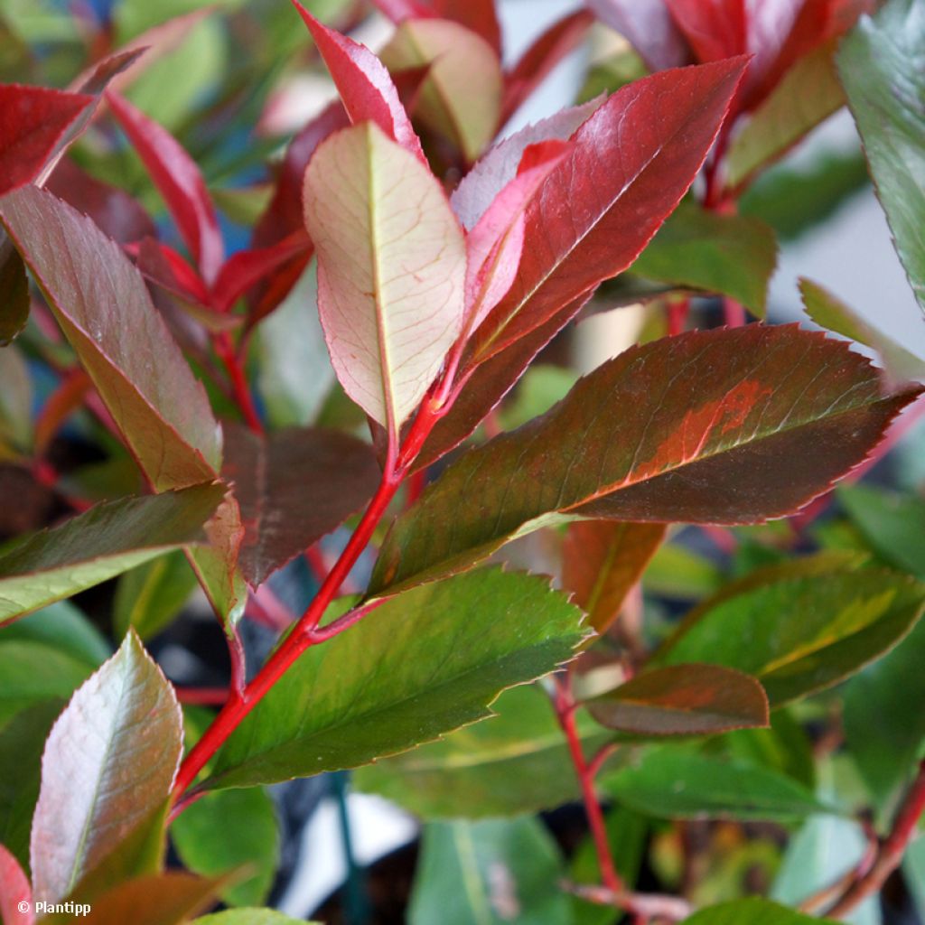 Photinia fraseri Red Light