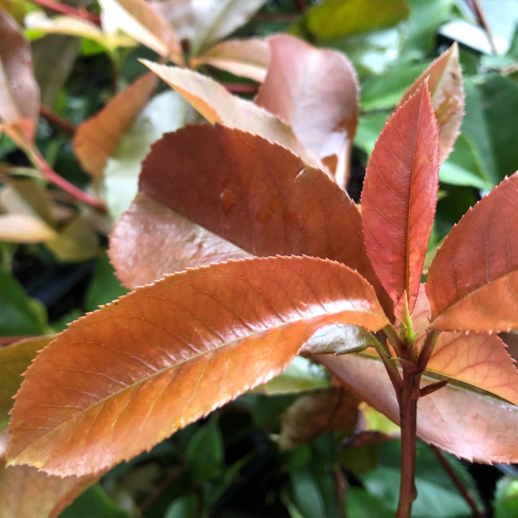 Rote Glanzmispel Red Robin Blood - Photinia fraseri