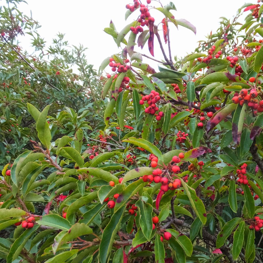 Photinia niitakayamensis - Niitakayamensis-Glanzmispel